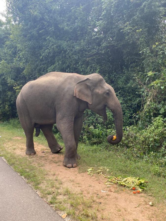 Hotel Tinaya Dambulla Eksteriør billede
